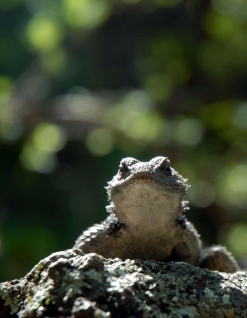 Crevice Spiny Lizard || Gila Wilderness, New Mexico