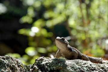Crevice Spiny Lizard || Gila Wilderness, New Mexico