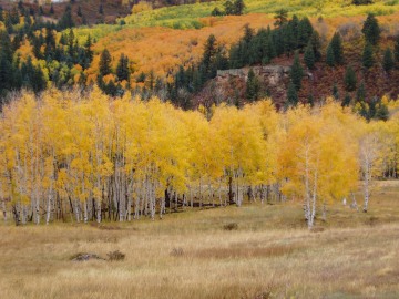Chama Fall || New Mexico