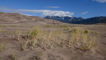 Grass in the Dunes || Great Sand Dunes NP
