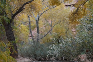Soft Fall in Havasu Canyon || Havasupai Indian Reservation
