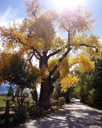 Fall in Taos || New Mexico