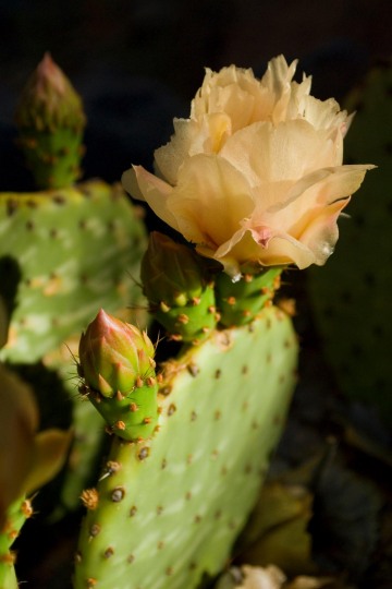 Prickly Pear Blossom || Zion NP