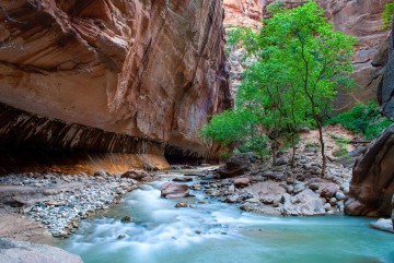 Spring in The Narrows || Zion NP
