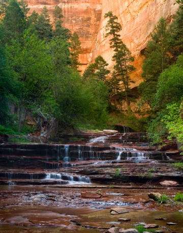 Zion Pine in Canyon || Zion NP