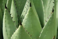 Agave Detail || New Mexico