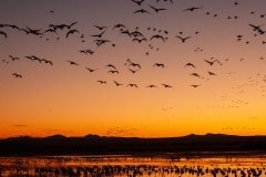 Sunrise Flight || Bosque del Apache NWR