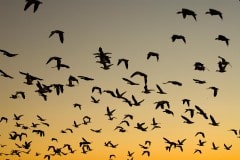 Snow Geese at Sunrise || Bosque del Apache NWR