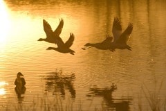 Snow Geese at Dawn || Bosque del Apache NWR