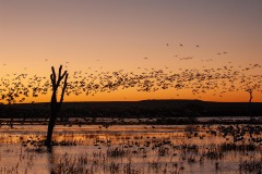 Sunrise Blast Off || Bosque del Apache NWR