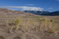 Grass in the Dunes || Great Sand Dunes NP