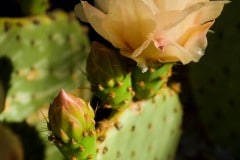 Prickly Pear Blossom || Zion NP
