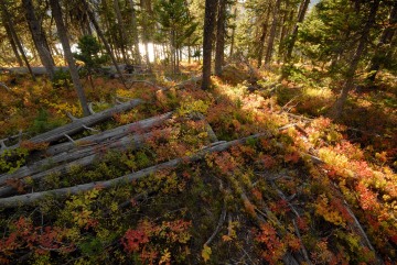 Autumn Light in Forest || Grand Teton NP