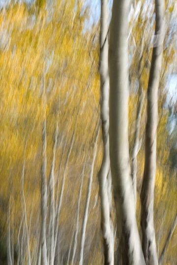 Autumn in the Tetons || Grand Teton NP