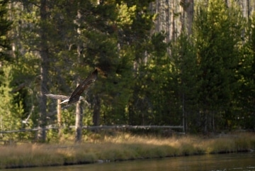Bald Eagle Flight || Grand Teton NP