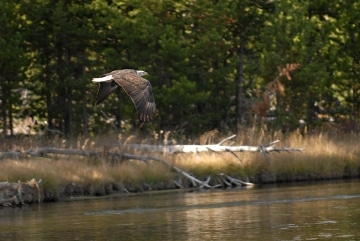 Bald Eagle Flight || Grand Teton NP