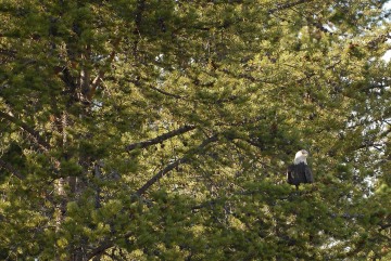 Bald Eagle || Grand Teton NP