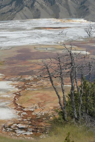 Canary Spring || Yellowstone NP