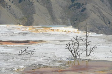 Canary Spring || Yellowstone NP