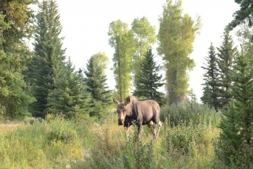 Cow Moose || Grand Teton NP