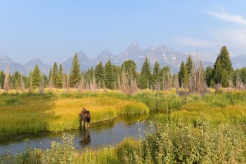 Cow Moose in River || Grand Teton NP