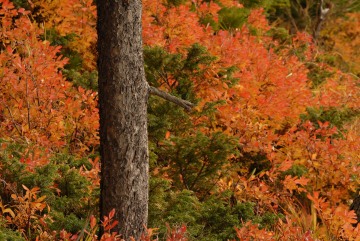 Fall Colors on Lewis Lake || Yellowstone NP