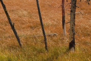 Fall Scene || Grand Teton NP