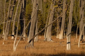 Fall at Yellowstone || Yellowstone NP