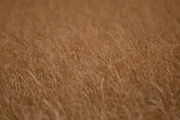 Grasses || Yellowstone NP