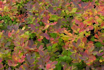 Huckleberry in Fall || Grand Teton NP
