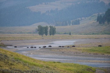 Lamar Valley || Yellowstone NP