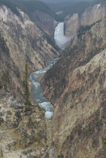 Lower Falls from Artist Point || Yellowstone NP