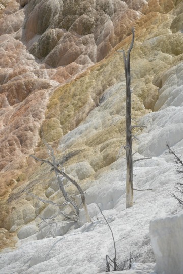 Mammoth Hot Springs || Yellowstone NP