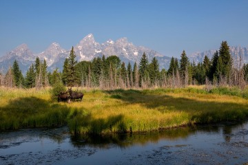 Moose and Calf || Grand Teton NP