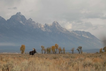 Moose on the Plains || Grand Teton NP