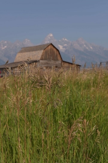 Mormon Row || Grand Teton NP