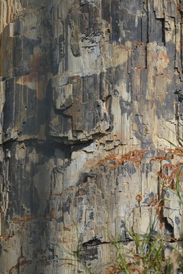 Petrified Tree || Yellowstone NP