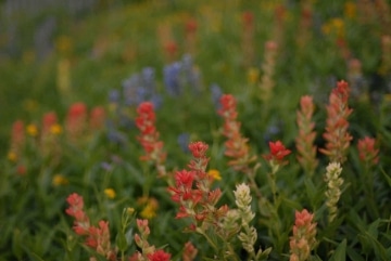 Teton Wildflowers || Grand Teton NP