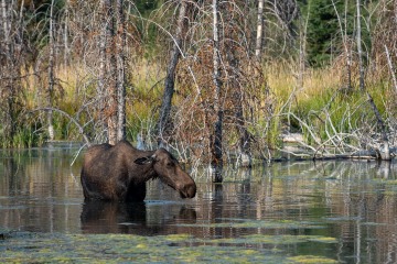 Thirsty Moose || Grand Teton NP