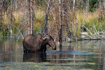 Thirsty Moose || Grand Teton NP