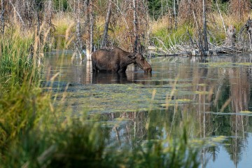Thirsty Moose || Grand Teton NP