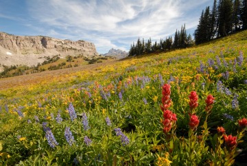Wildflowers along Teton Crest Trail || Grand Teton NP