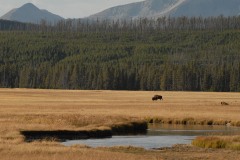 American Bison || Yellowstone NP