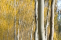 Autumn in the Tetons || Grand Teton NP