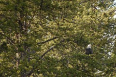 Bald Eagle || Grand Teton NP