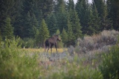 Cow Moose || Grand Teton NP
