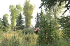 Cow Moose || Grand Teton NP