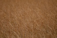 Grasses || Yellowstone NP