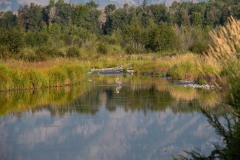 Great Blue Heron || Grand Teton NP