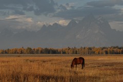 Horse in Tetons || Grand Teton NP